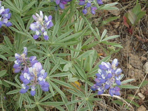 GDMBR: Blue and White Mountain Lupine.